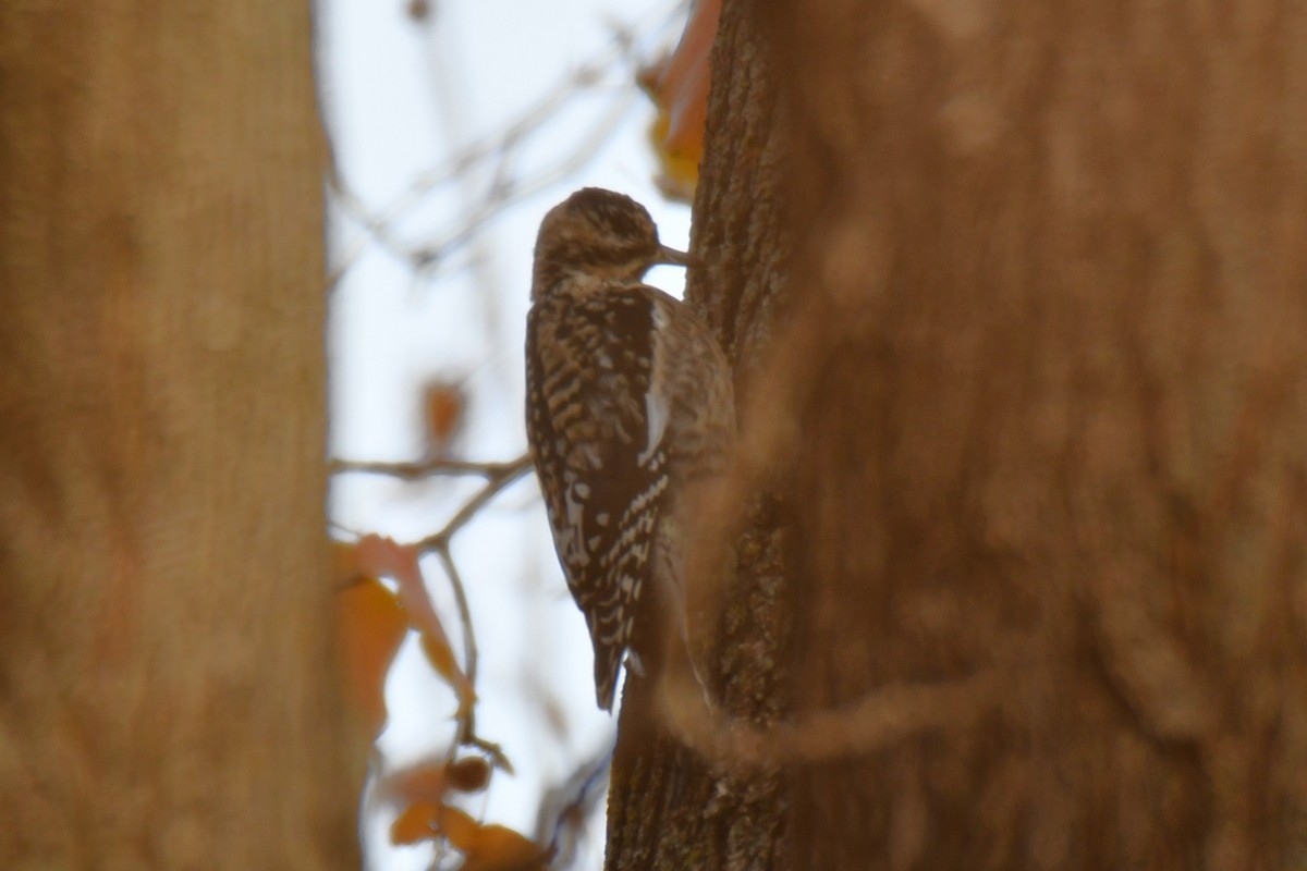 Yellow-bellied Sapsucker - ML647875607