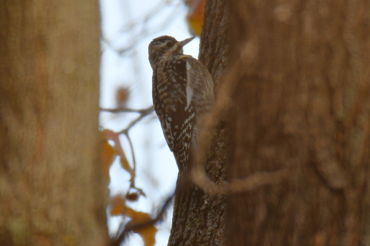 Yellow-bellied Sapsucker - ML647875608