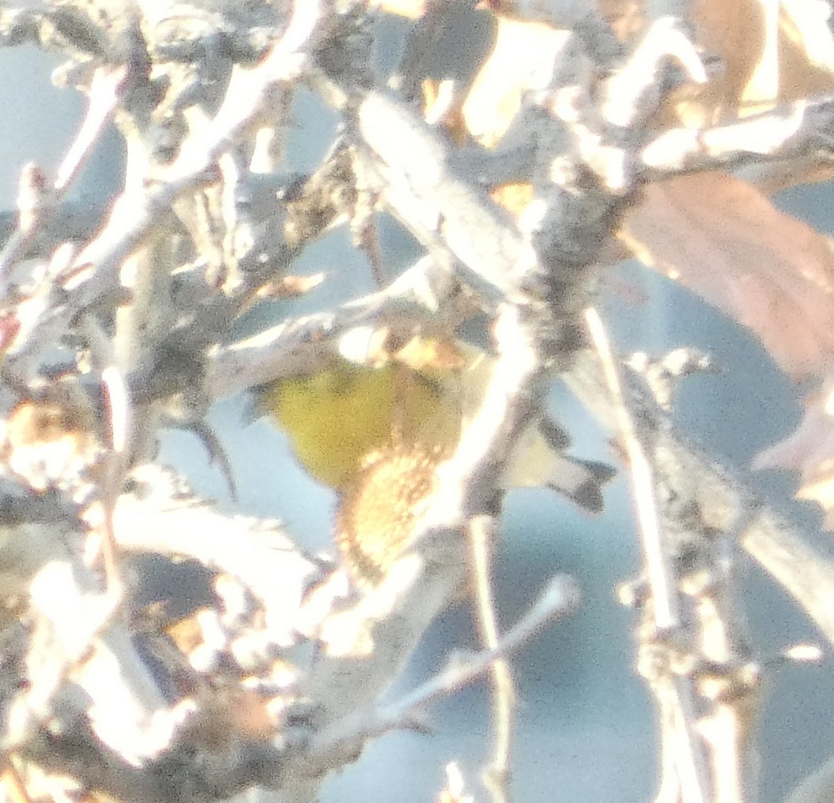 Lesser Goldfinch - ML647875618