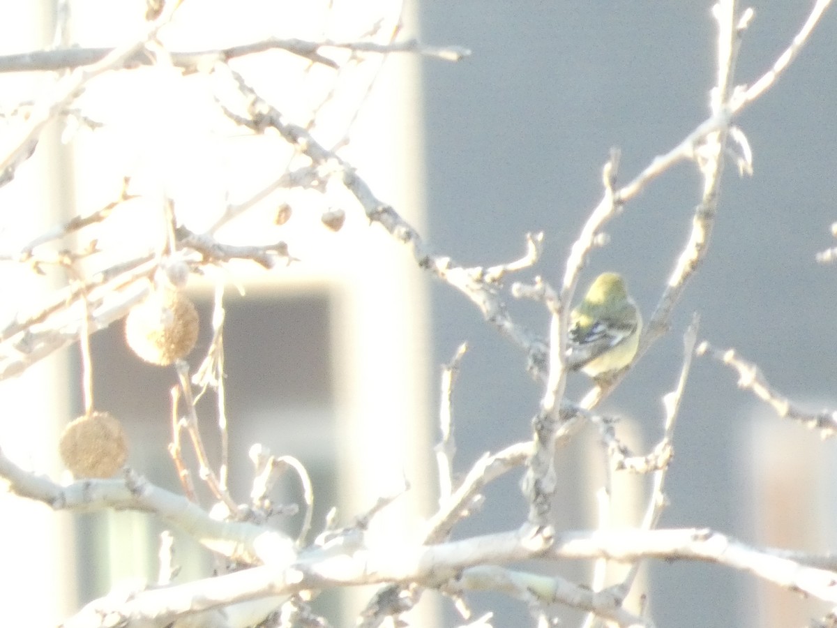 Lesser Goldfinch - ML647875619