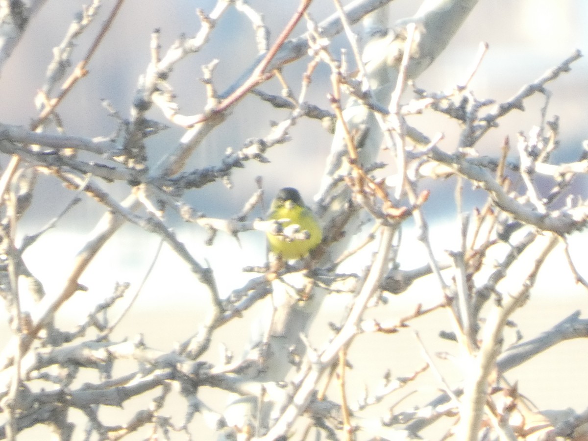 Lesser Goldfinch - ML647875620