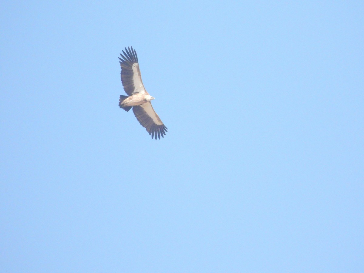 נשר הימלאיה - ML647875622