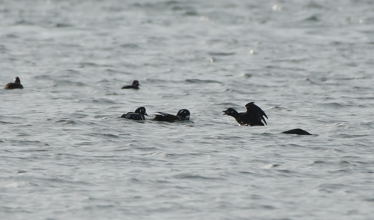 Palyaço Ördeği - ML647875623