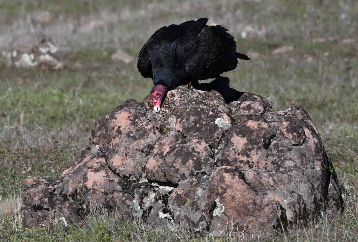 Turkey Vulture - ML647875625