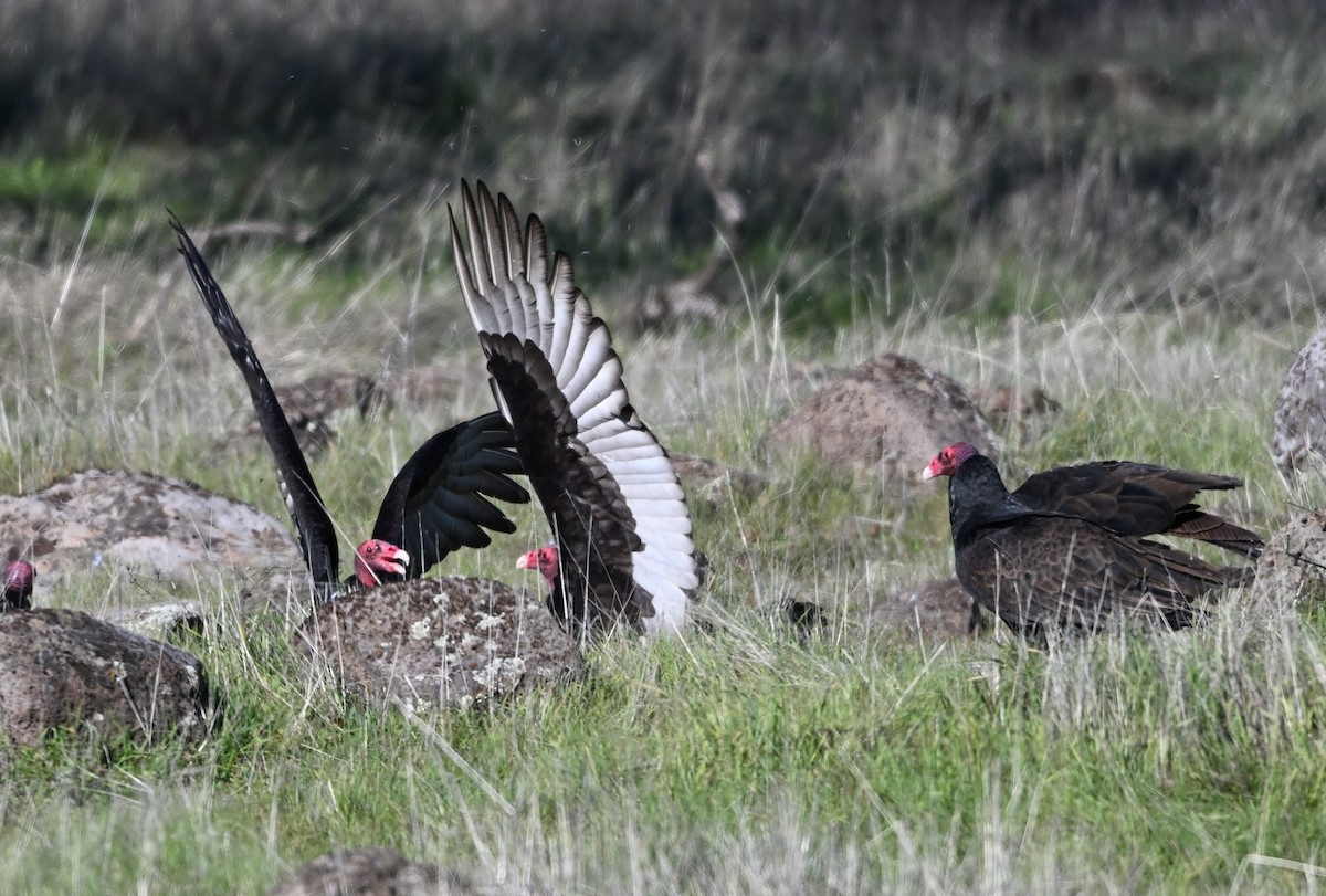 Turkey Vulture - ML647875632