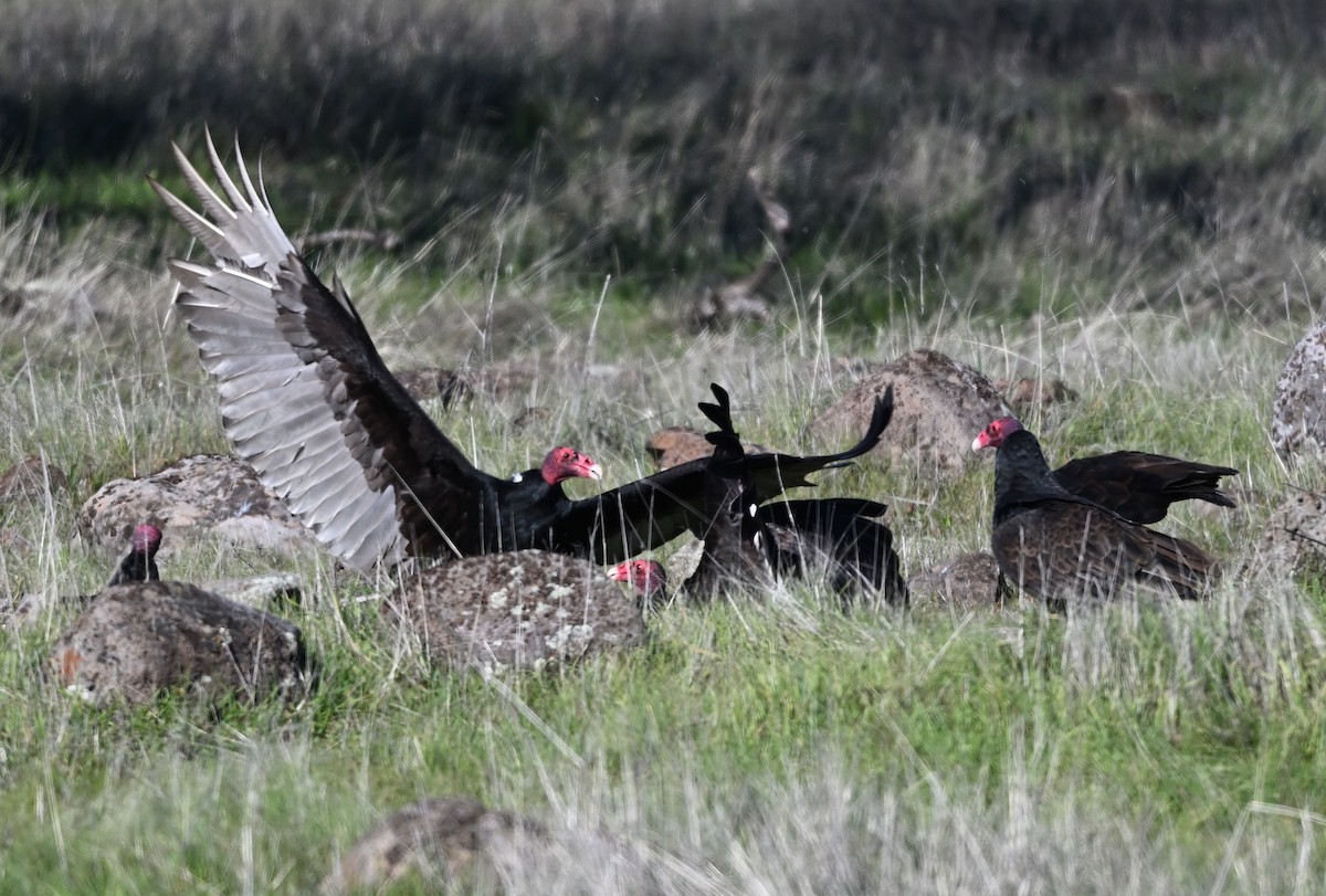 Turkey Vulture - ML647875633