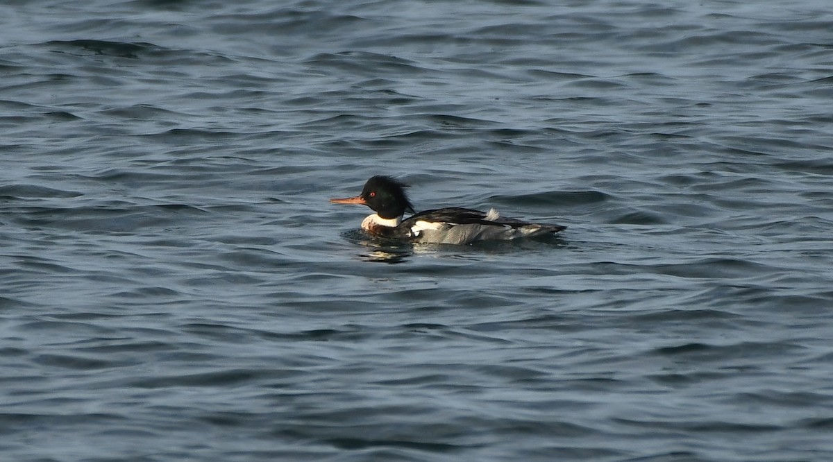 Red-breasted Merganser - ML647875634