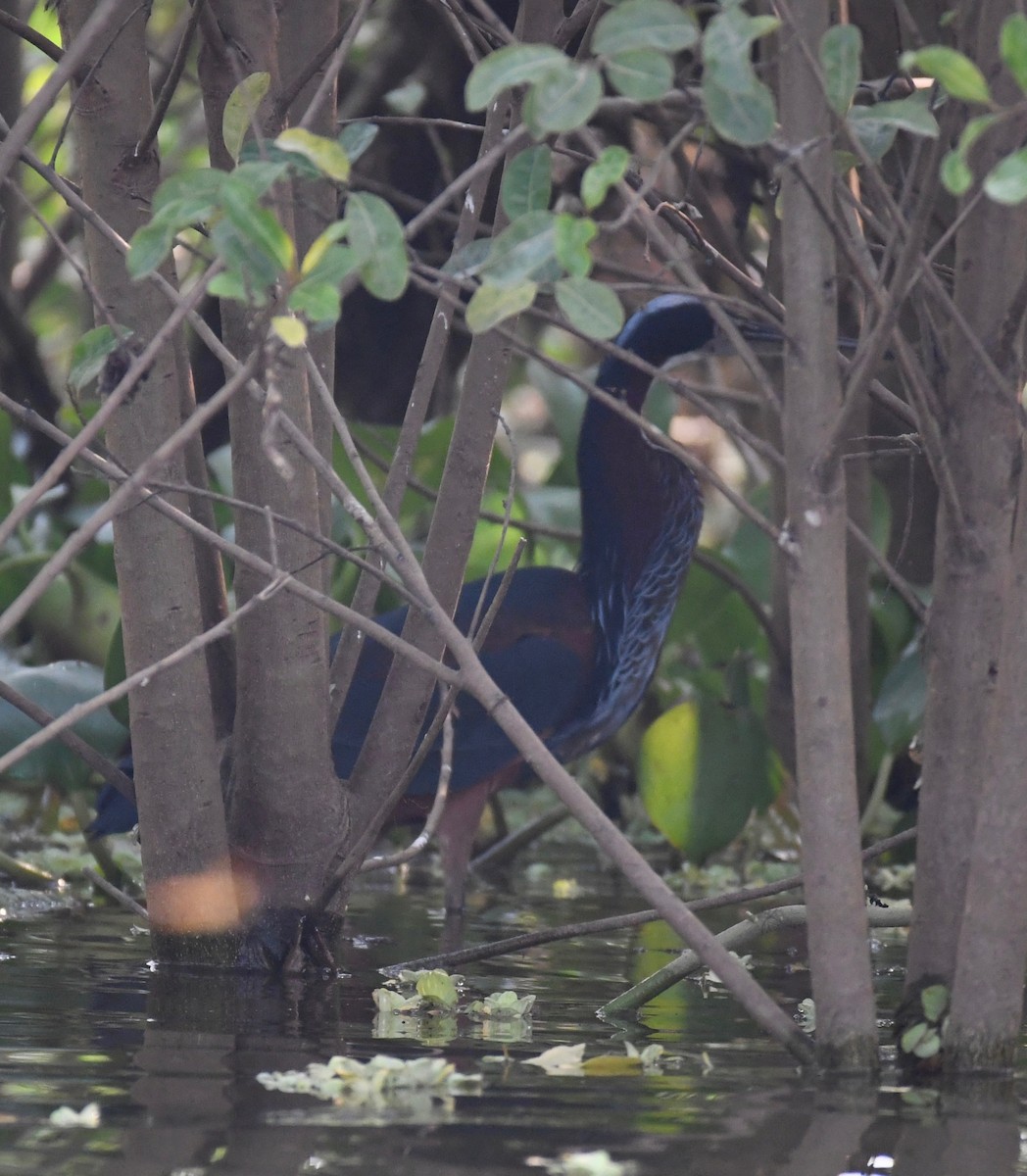 Agami Balıkçılı - ML647875637