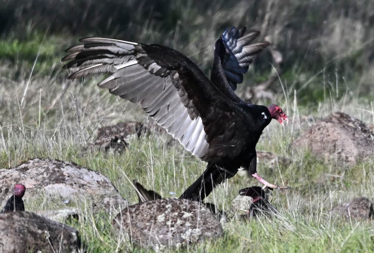 Turkey Vulture - ML647875638