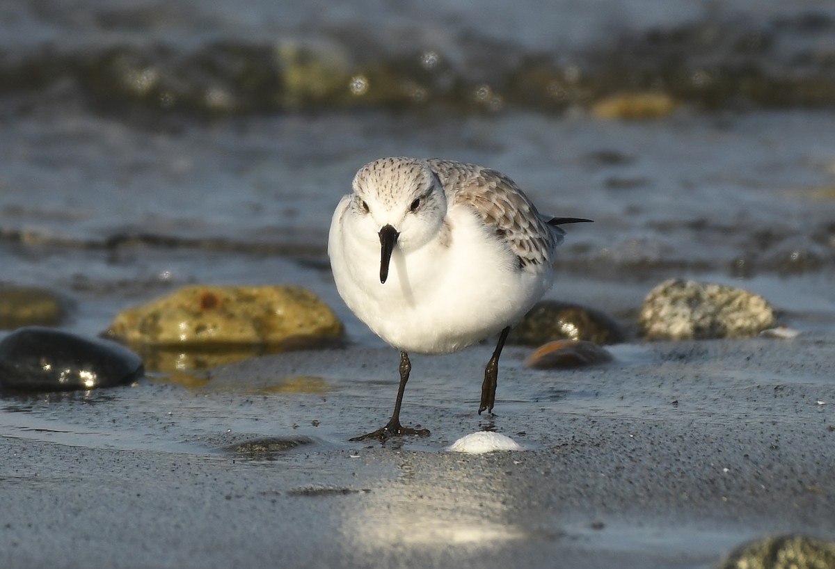 Txirri zuria - ML647875666