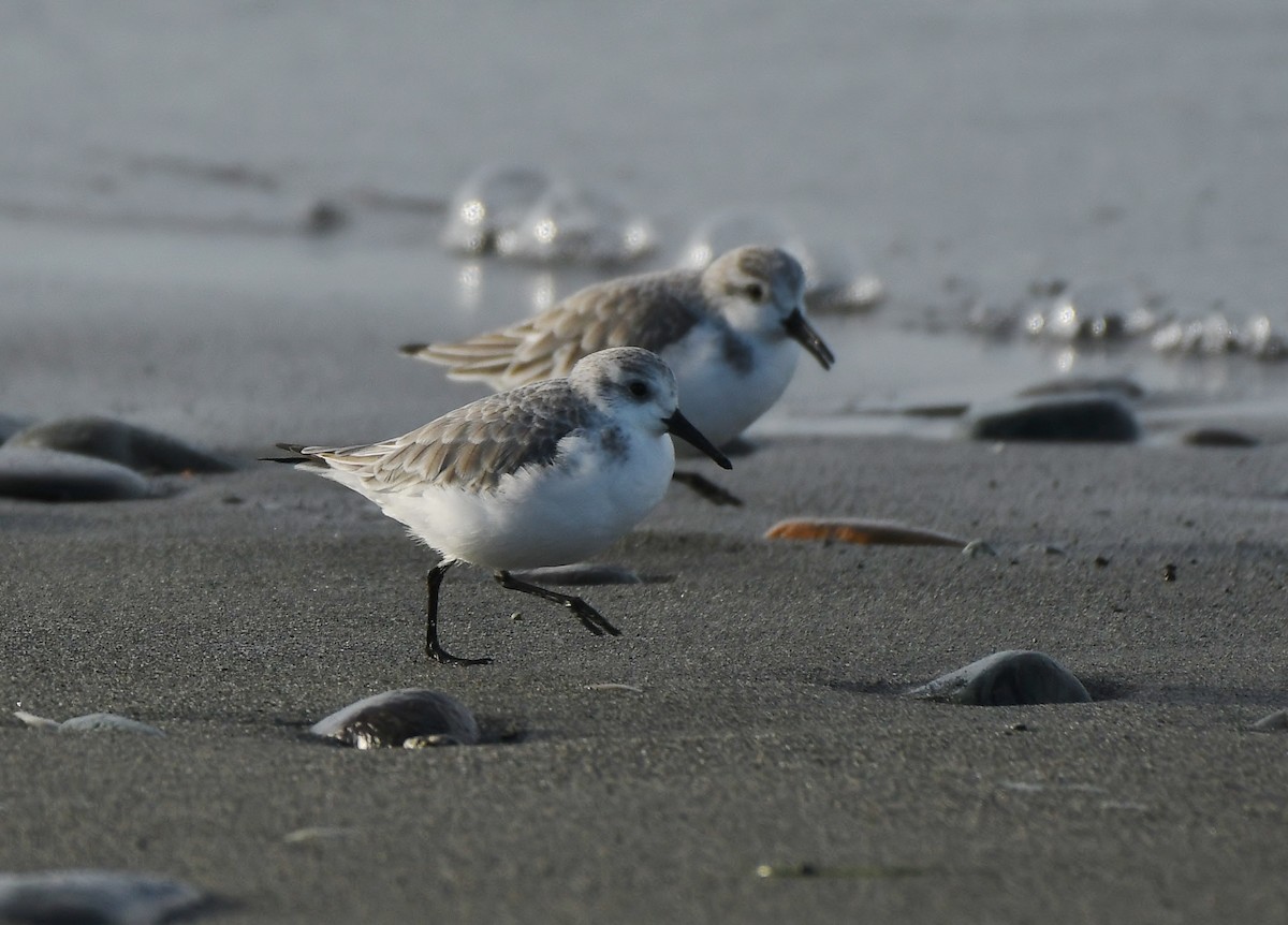 Txirri zuria - ML647875668