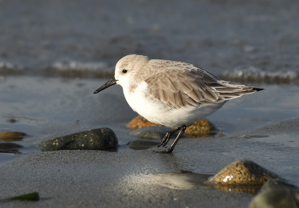 Txirri zuria - ML647875669