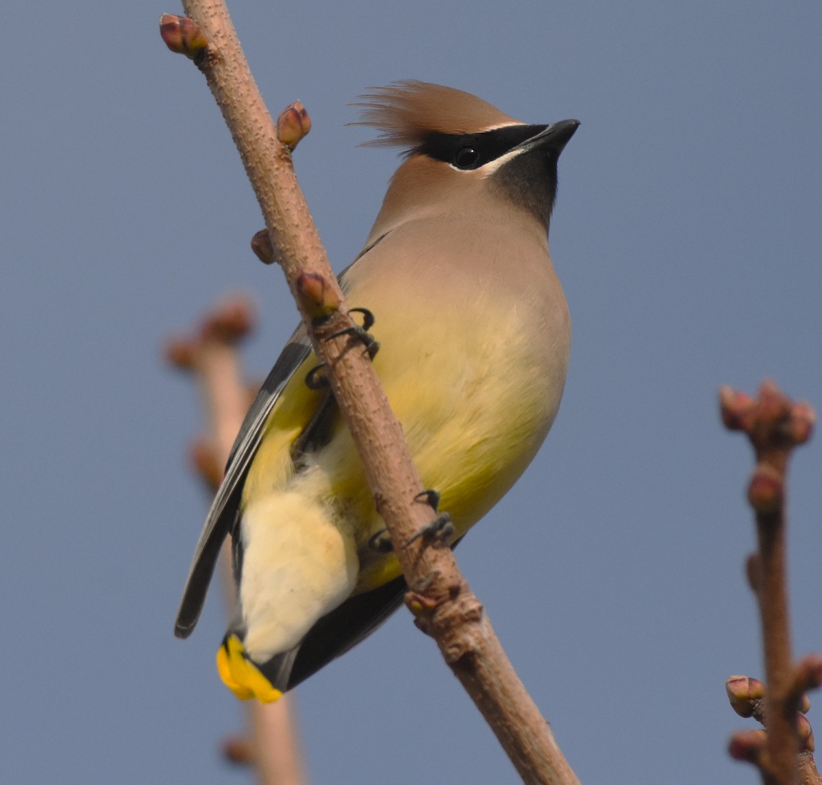 Cedar Waxwing - ML647875698
