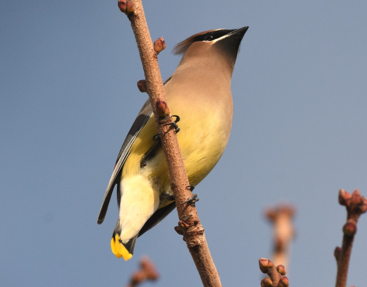 Cedar Waxwing - ML647875699