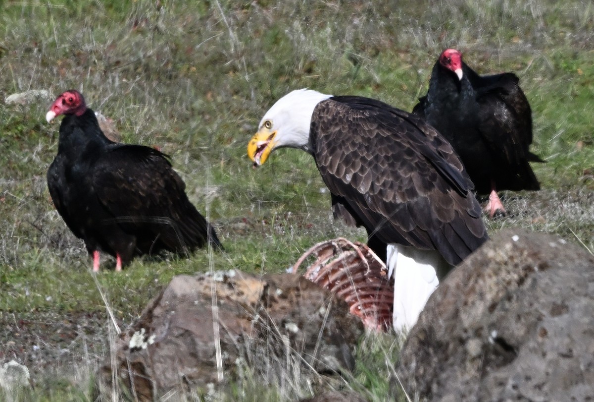 Bald Eagle - ML647875700