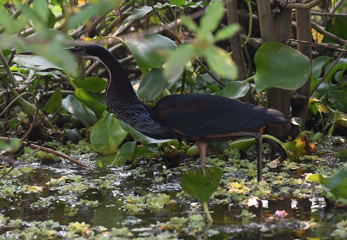 Agami Heron - ML647875703