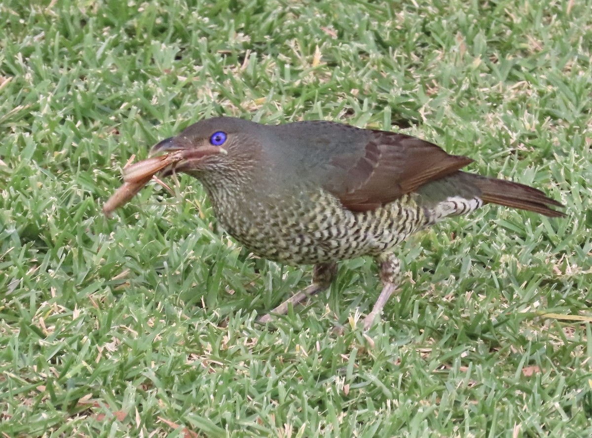 Satin Bowerbird - ML647875705