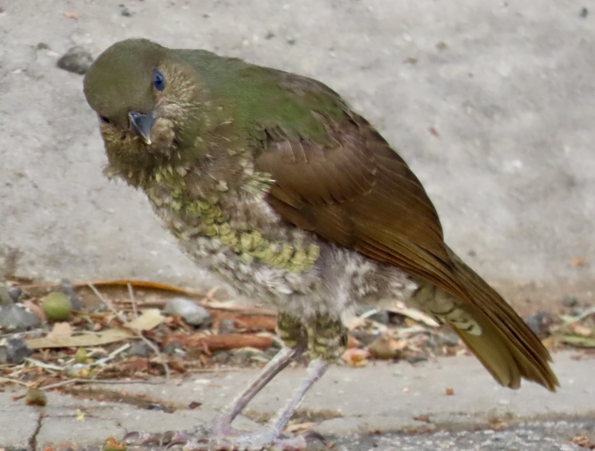 Satin Bowerbird - ML647875706