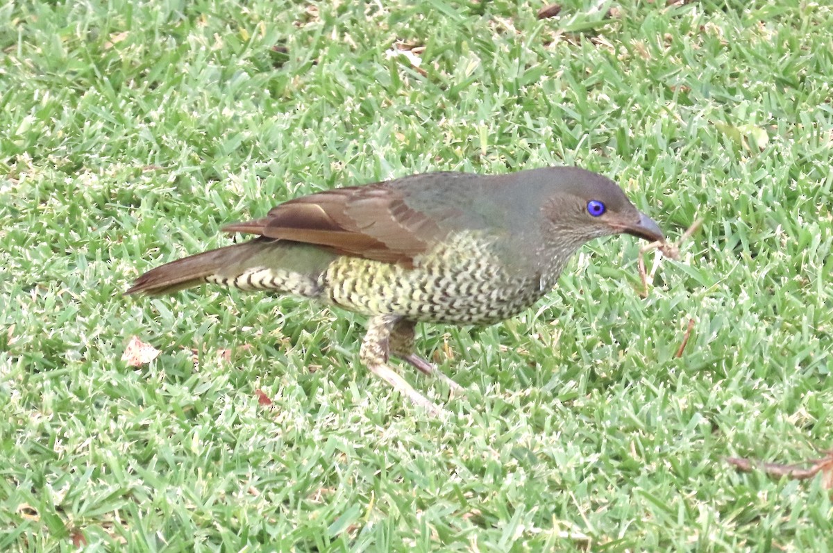 Satin Bowerbird - ML647875707