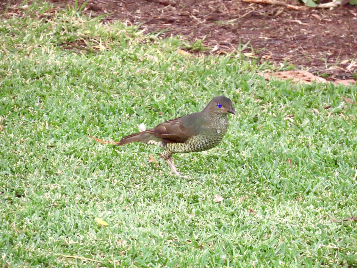 Satin Bowerbird - ML647875708