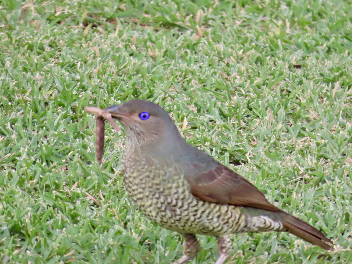 Satin Bowerbird - ML647875709