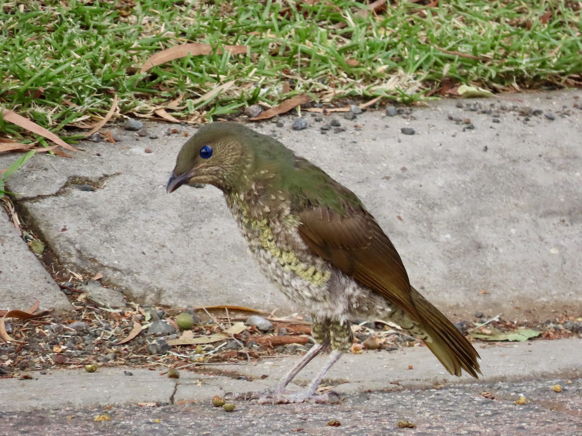 Satin Bowerbird - ML647875710