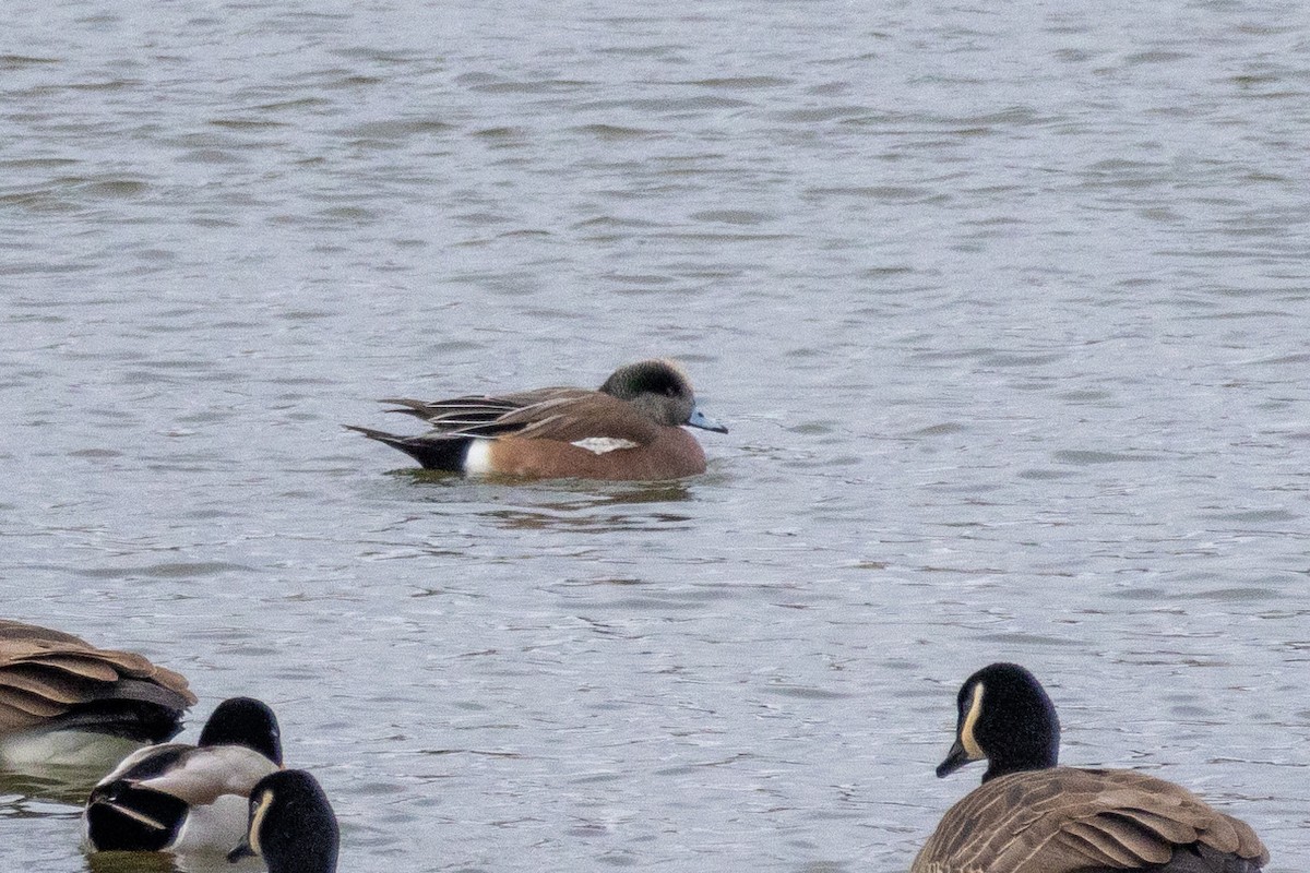 American Wigeon - ML647875712