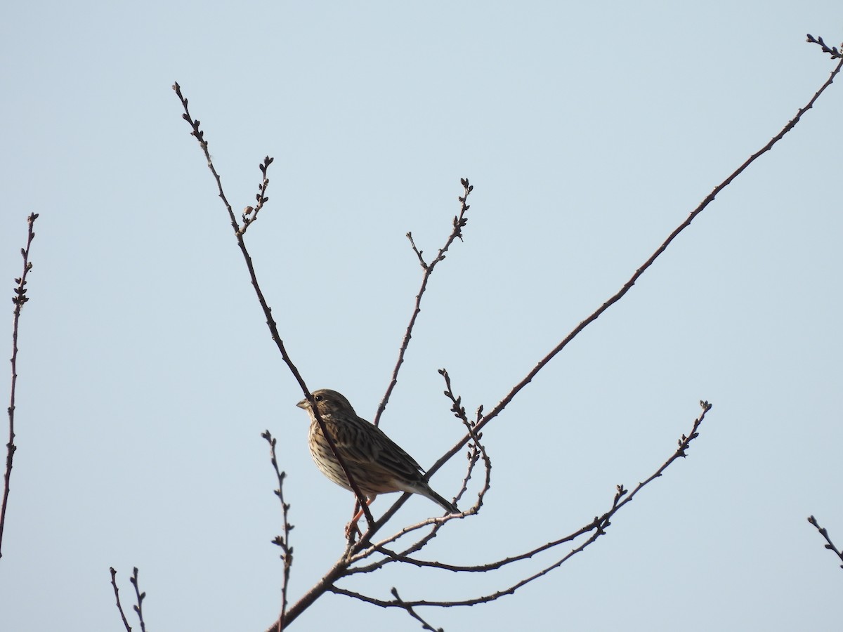 Corn Bunting - ML647875715
