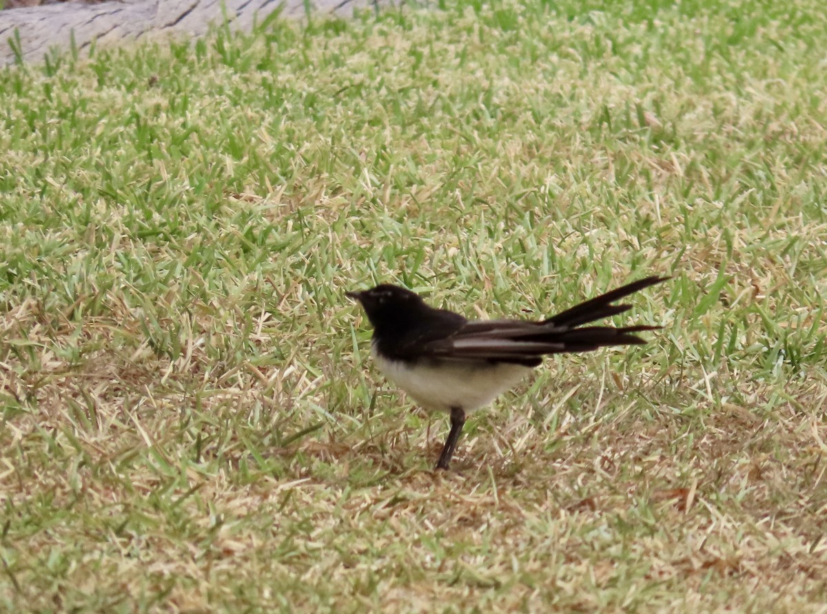 Willie-wagtail - ML647875719