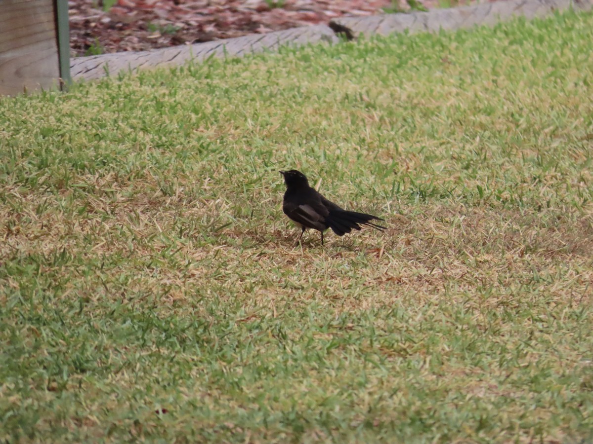 Willie-wagtail - ML647875720