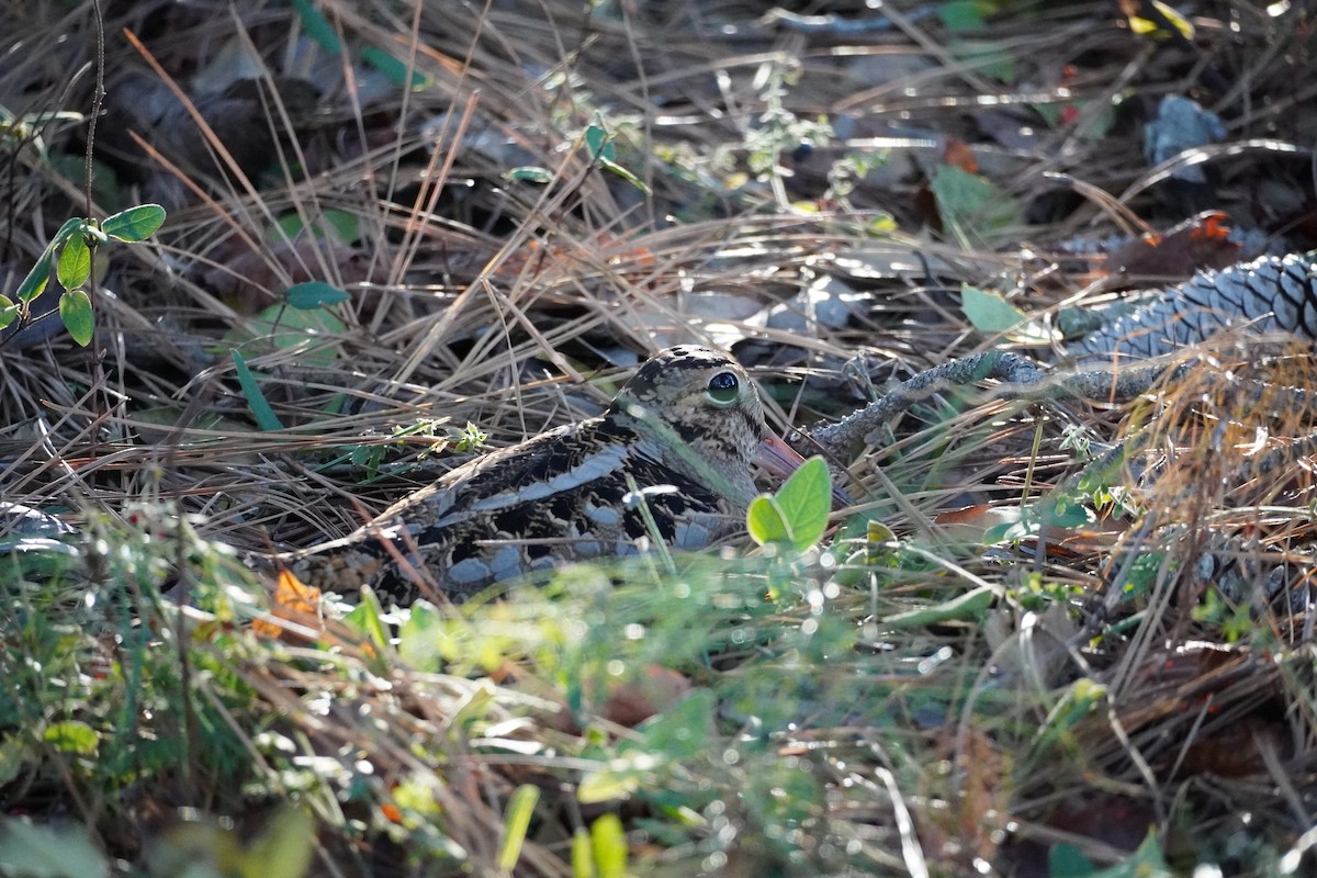 American Woodcock - ML647875723