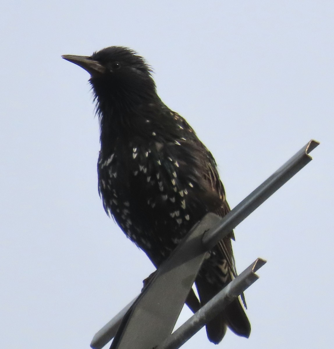 European Starling - ML647875724