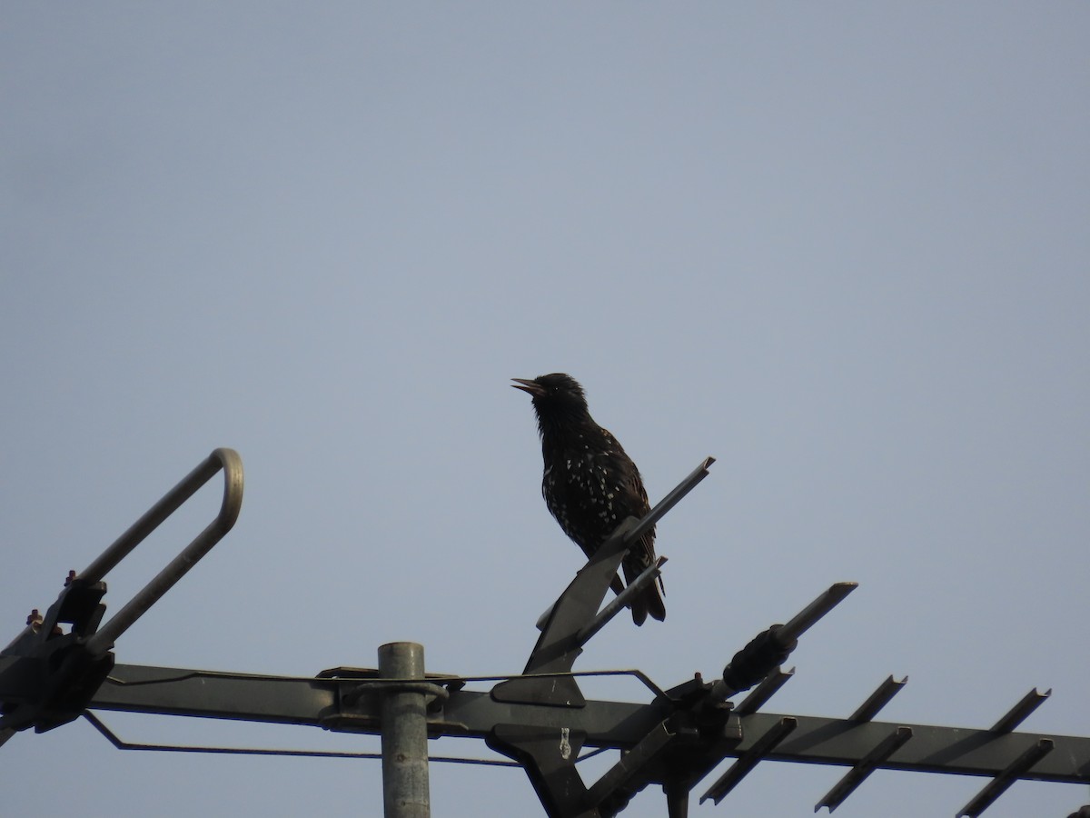 European Starling - ML647875725