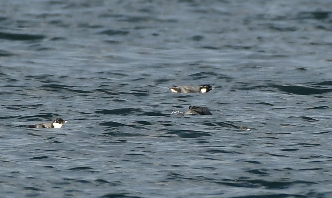 Ancient Murrelet - ML647875727