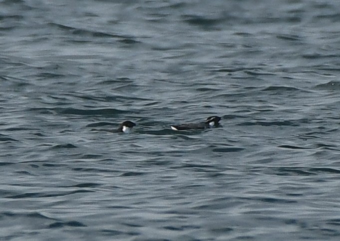 Ancient Murrelet - ML647875728