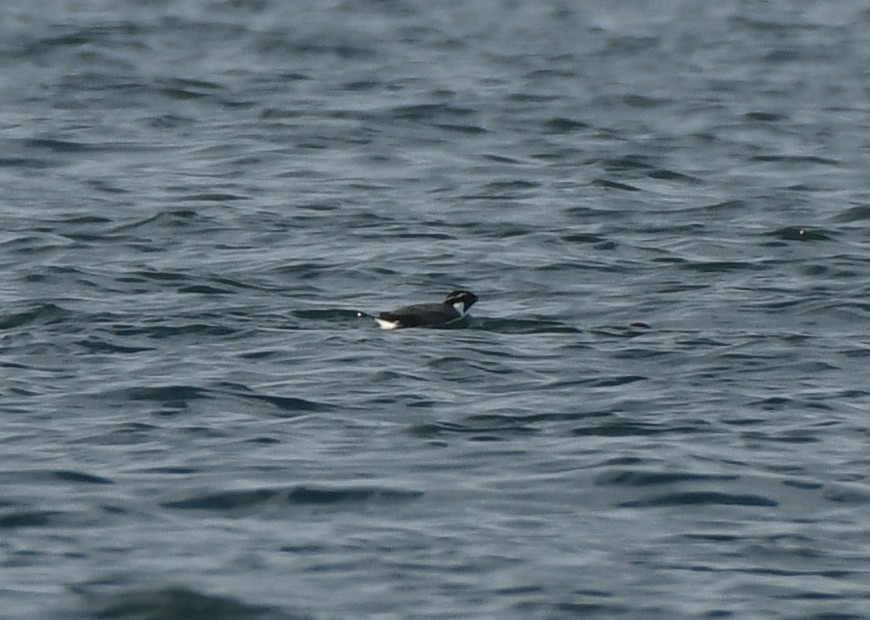 Ancient Murrelet - ML647875729