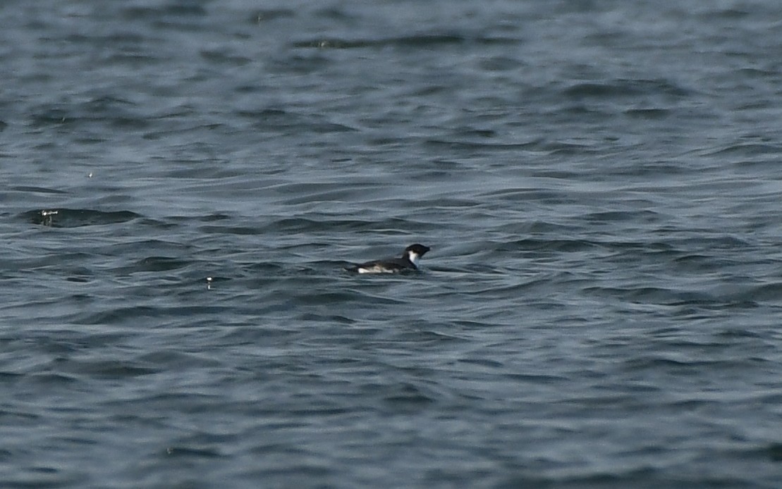 Ancient Murrelet - ML647875730