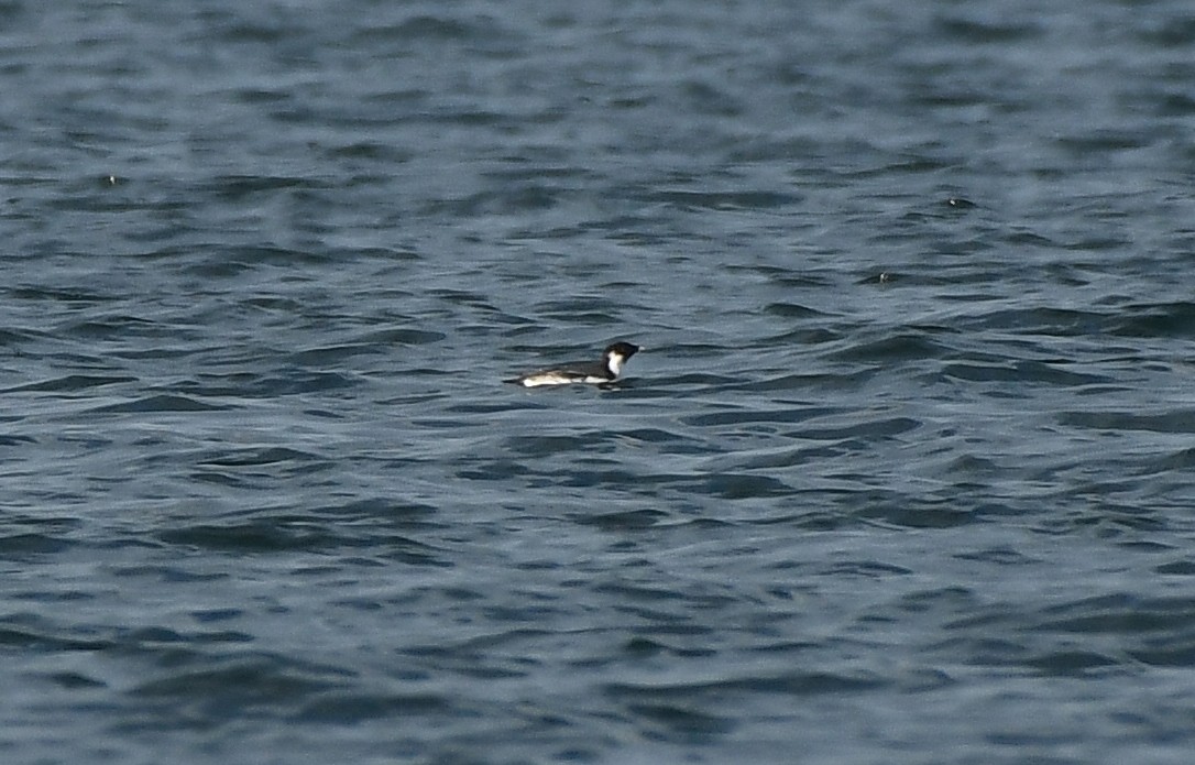Ancient Murrelet - ML647875731