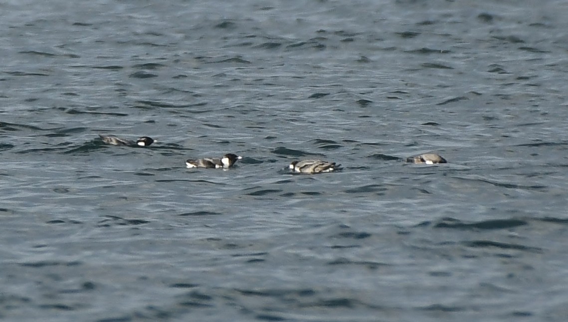 Ancient Murrelet - ML647875732