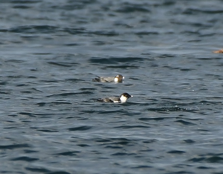 Ancient Murrelet - ML647875733