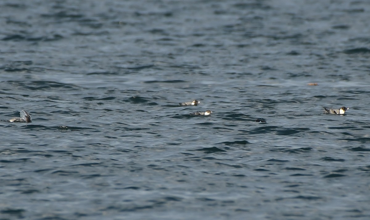 Ancient Murrelet - ML647875734