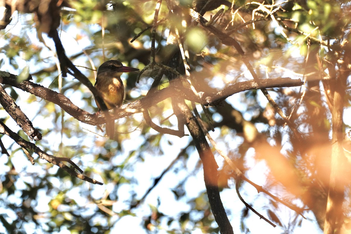 Brown-hooded Kingfisher - ML647875735