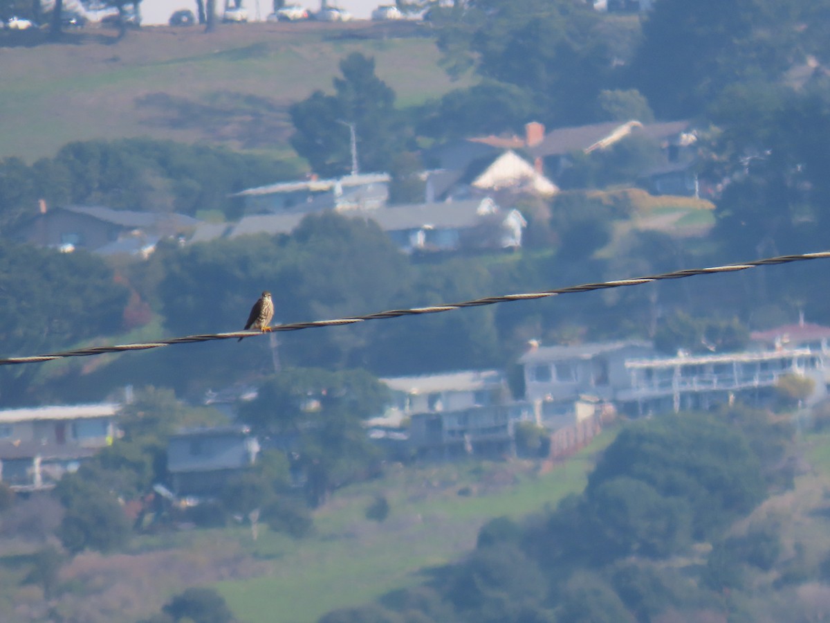 Merlin - ML647875740