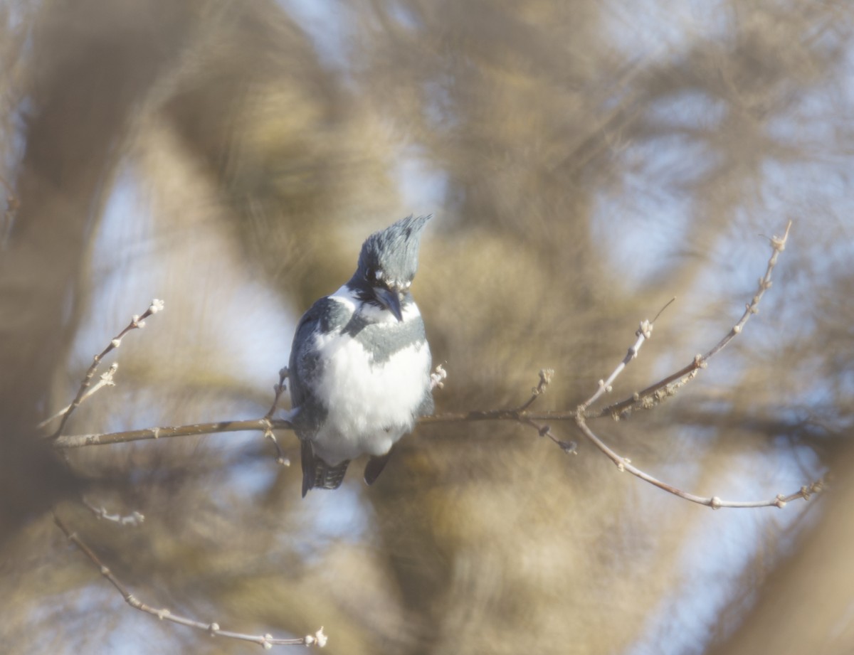 Belted Kingfisher - ML647875741