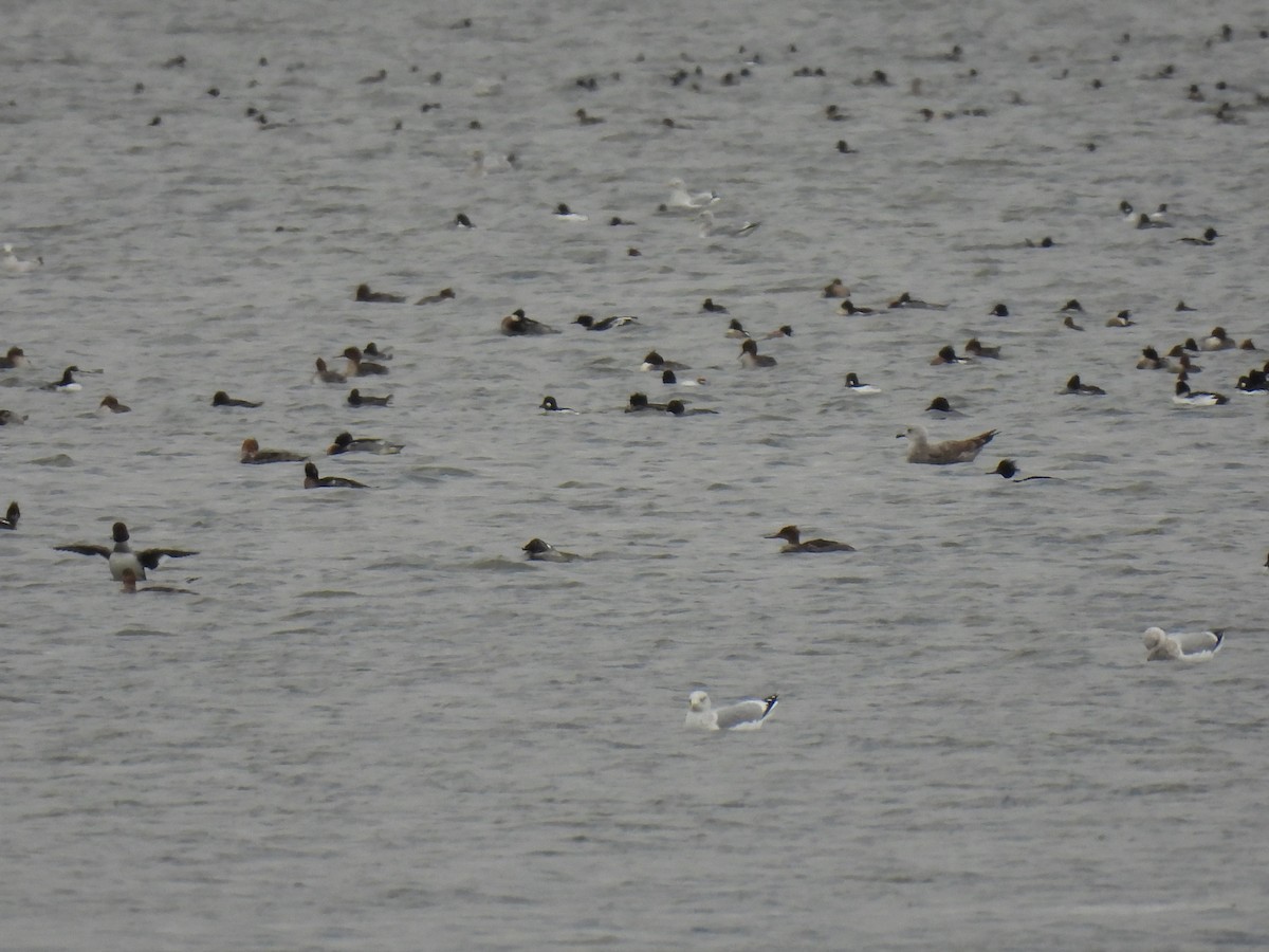 Red-breasted Merganser - ML647875757