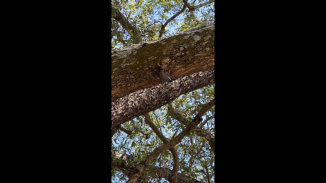 Retz's Helmetshrike - ML647875766