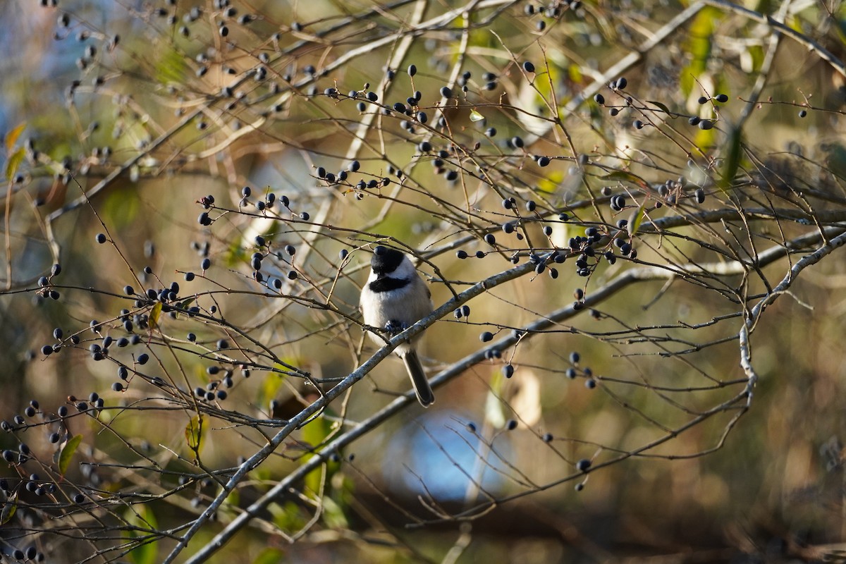 Carolina Chickadee - ML647875772