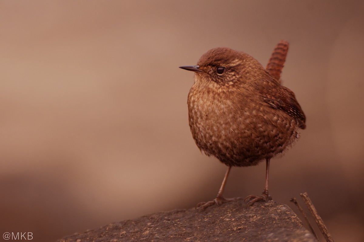 Winter Wren - ML647875777