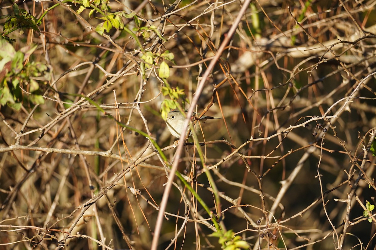 Золотомушка рубіновочуба - ML647875778