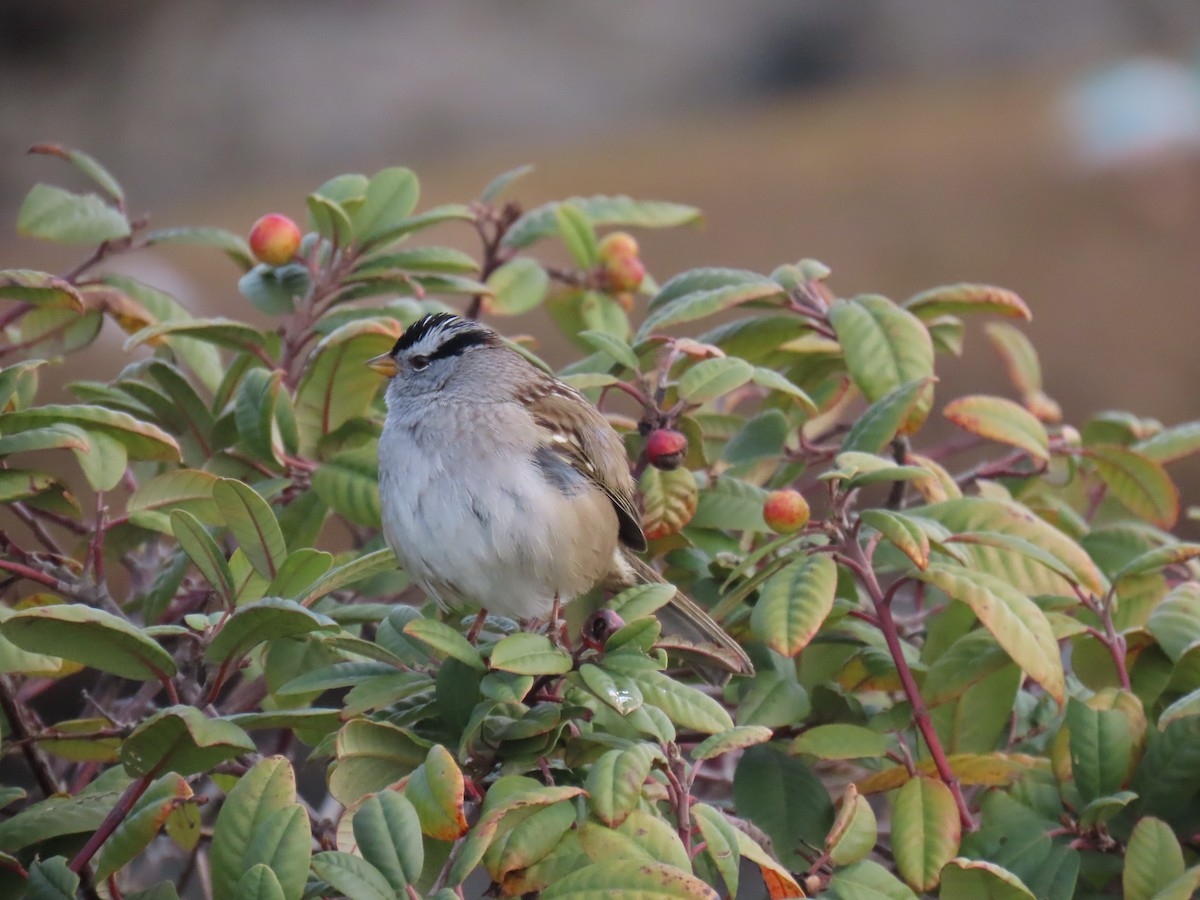 Белобровая овсянка - ML647875779
